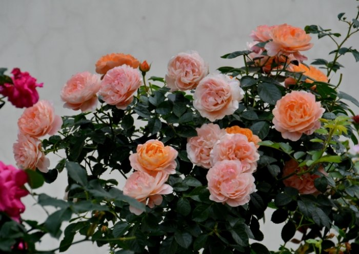 玫瑰花花語