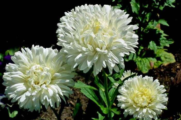 白菊花寓意