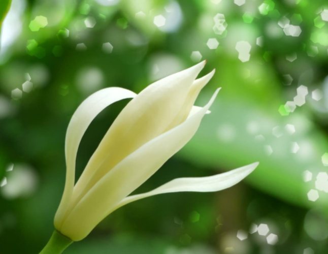 白玉蘭花品種 白玉蘭花品種
