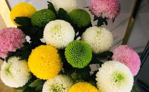 夏菊 夏菊