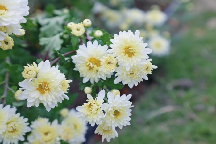 杭菊