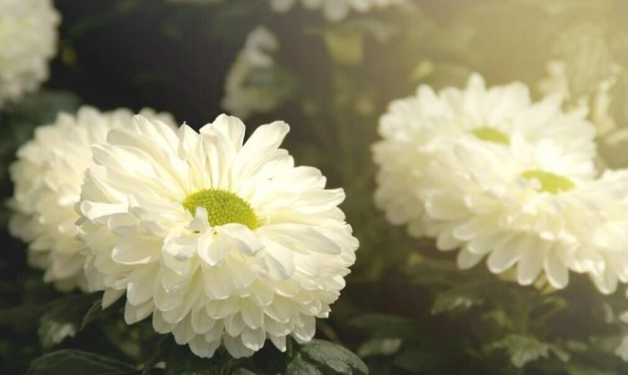 白菊花