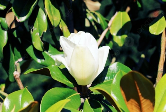 白玉蘭花意義 白玉蘭花意義