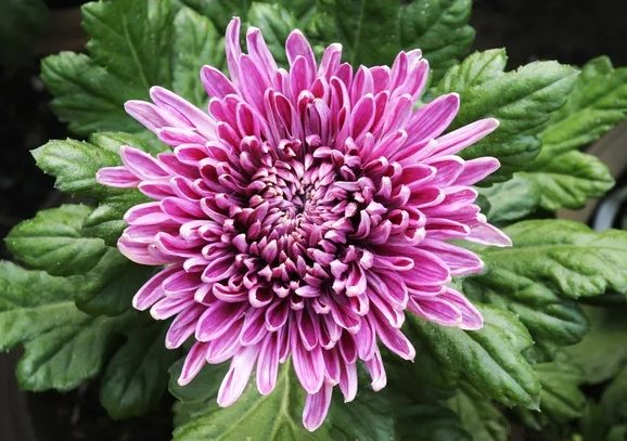 菊花功效