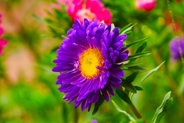 菊花花語品種