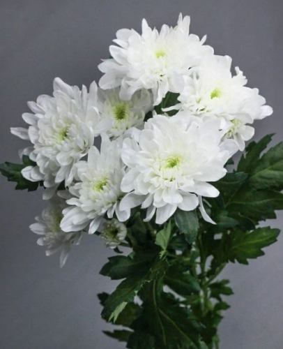 白菊花種植