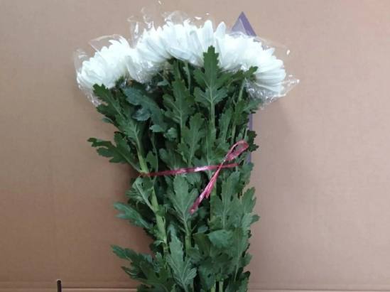 白菊花功效