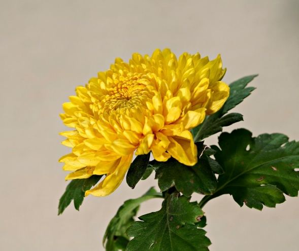 野菊花主要價值