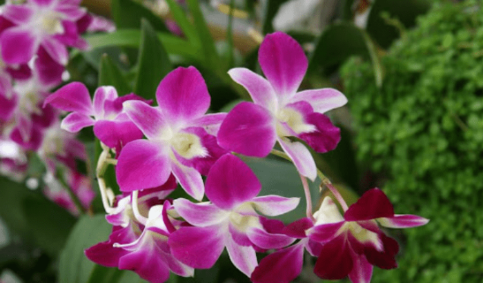 石斛蘭花期