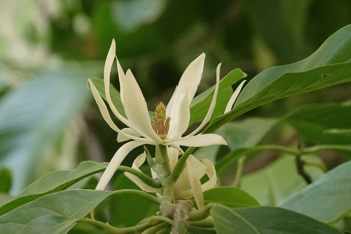 白玉蘭種植