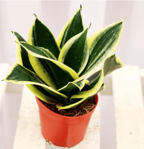虎尾蘭種植方法 虎尾蘭種植方法