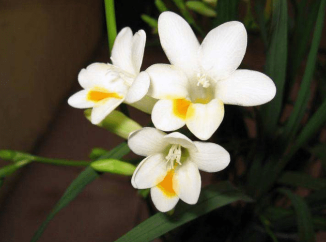 小蒼蘭發芽後如何照護 小蒼蘭發芽後如何照護