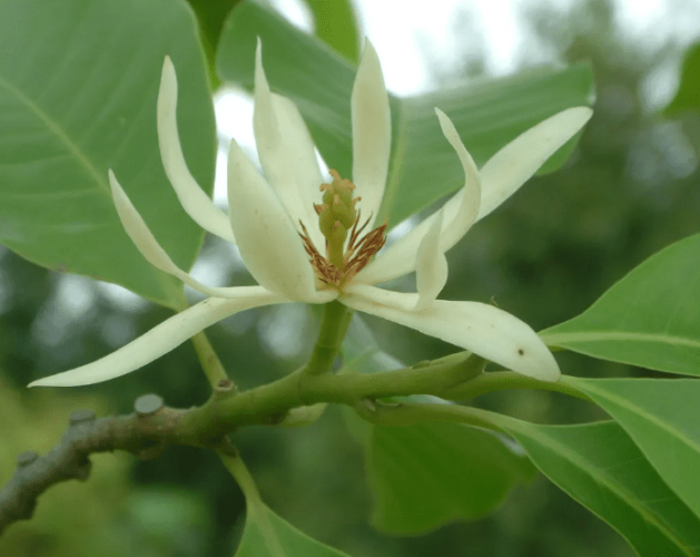 白玉蘭花語