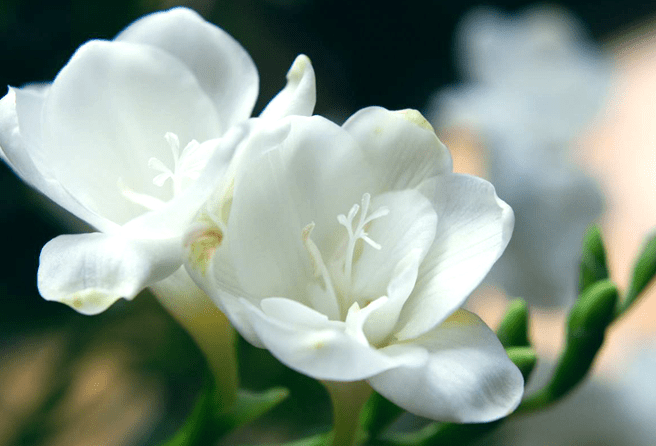 小蒼蘭花語 小蒼蘭花語