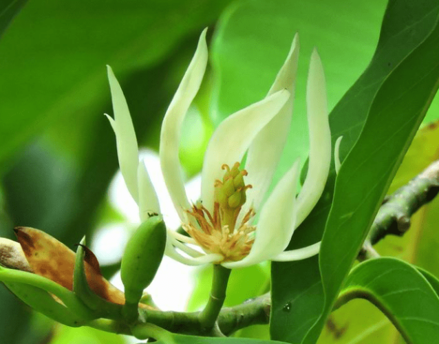 白玉蘭花語