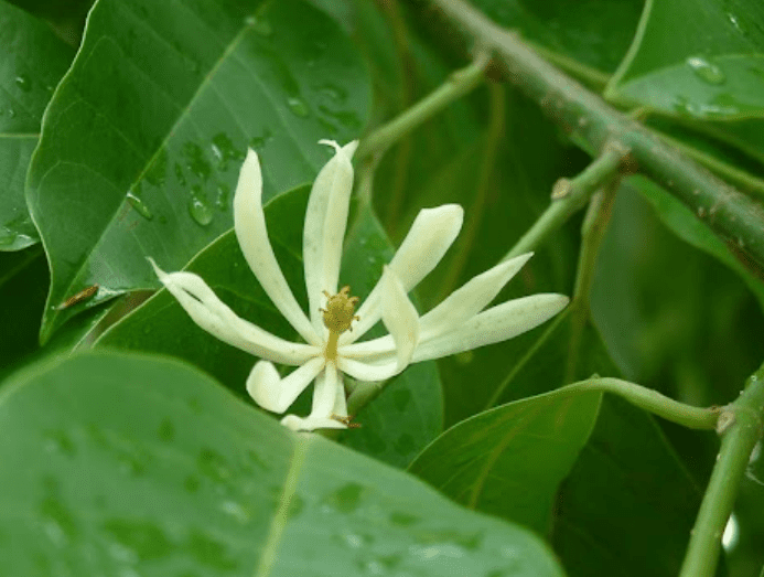 玉蘭花輪換種植與病蟲害防治