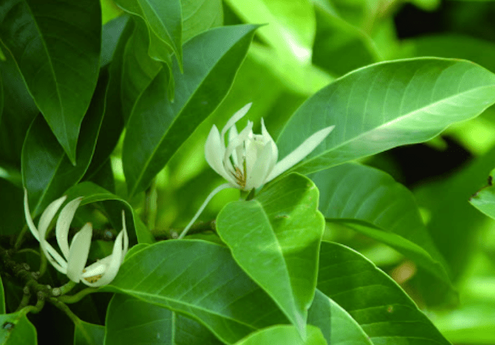 玉蘭花輪換種植與病蟲害防治
