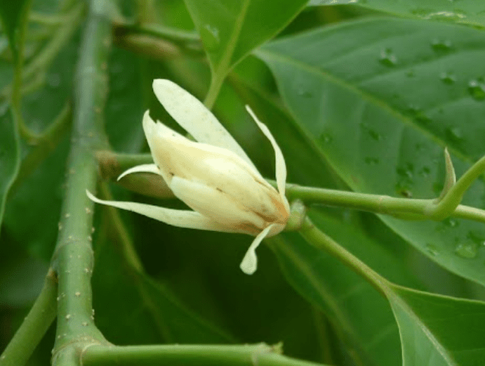 玉蘭花