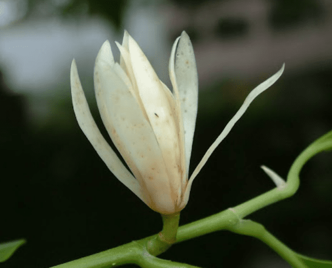 玉蘭花