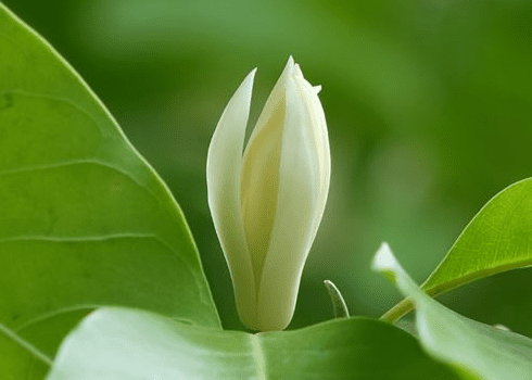 玉蘭花的基本特性