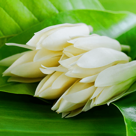 蘭花花語是什麼