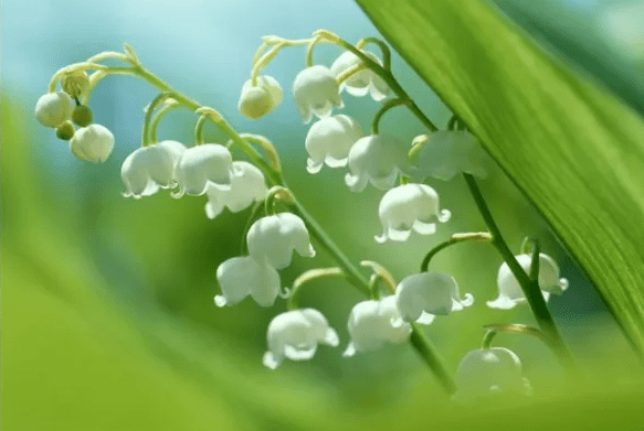 玲蘭花