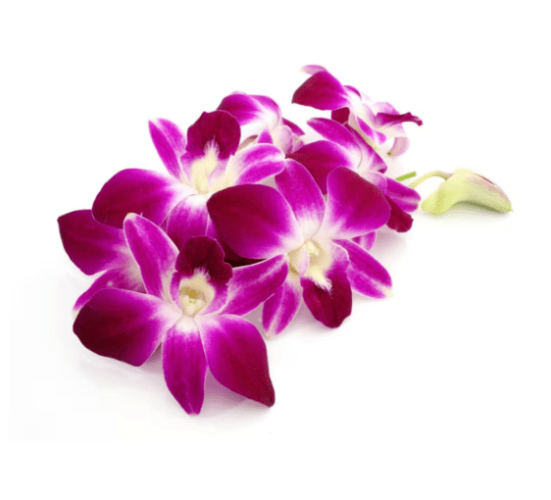蘭花花語