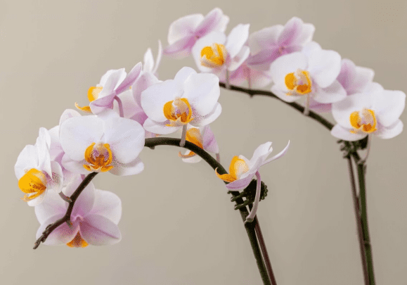 蘭花照顧