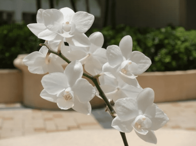 蘭花要怎麼施肥 蘭花要怎麼施肥
