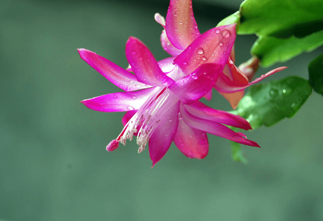 螃蟹蘭花期