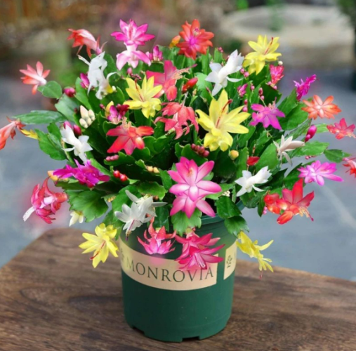 螃蟹蘭花期
