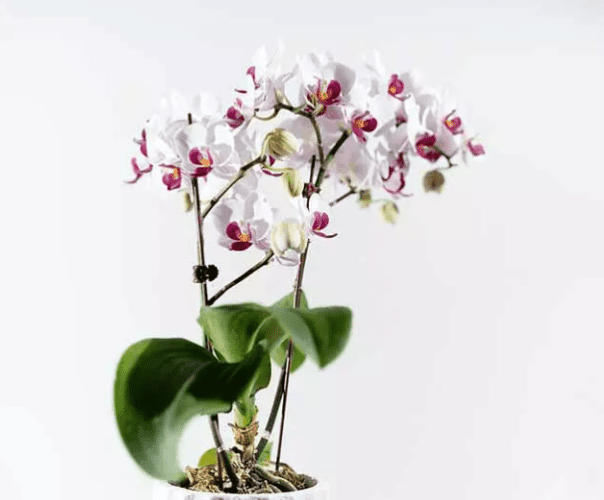 蘭花照顧方法 蘭花照顧方法