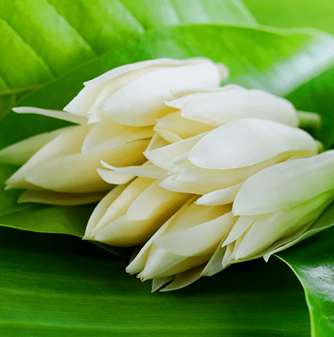 蘭花會自己開花嗎