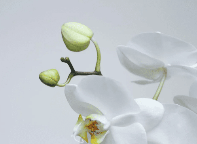 蘭花盆栽怎麼送