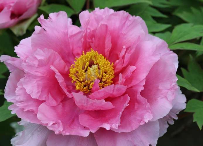 芍藥牡丹
