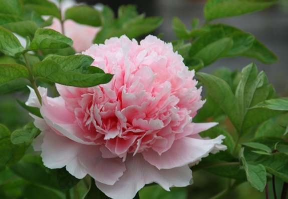 芍藥牡丹花語