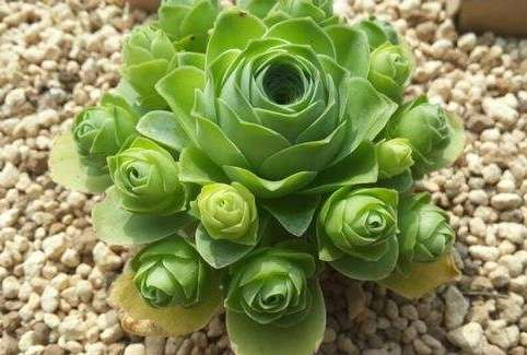山地玫瑰花語