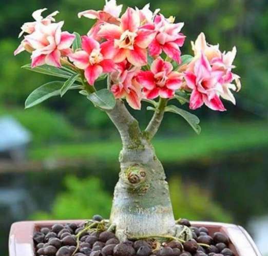 沙漠玫瑰花語
