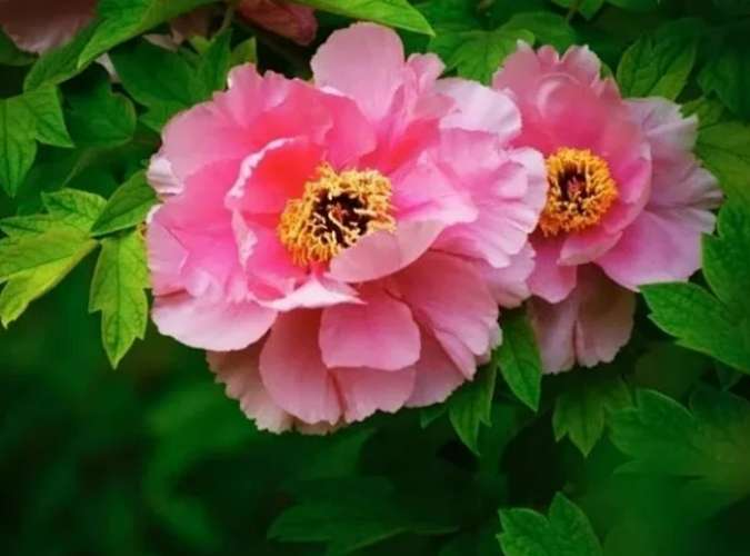 芍藥牡丹分別