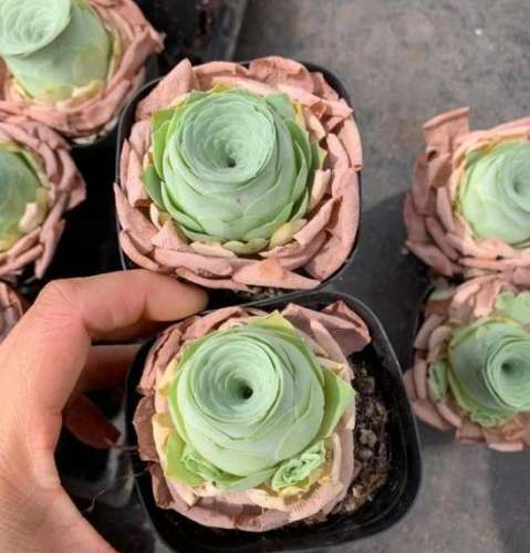 山地玫瑰花語 山地玫瑰花語
