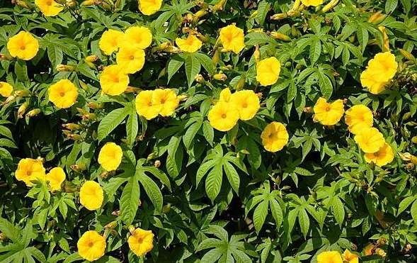 木玫瑰花期
