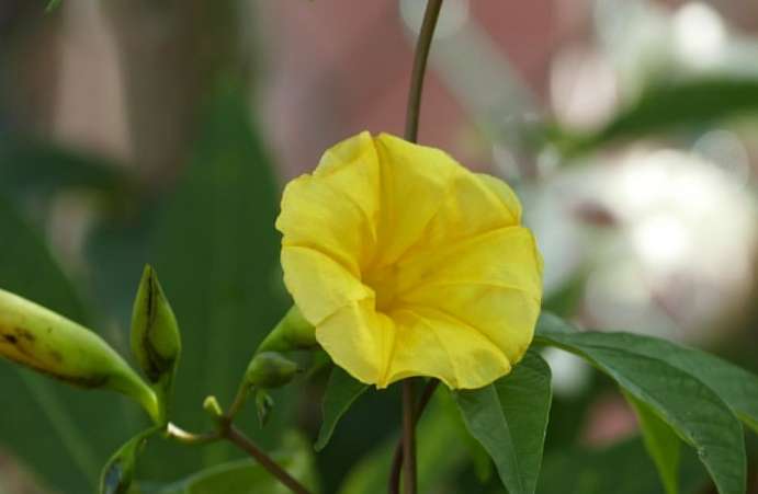木玫瑰花語