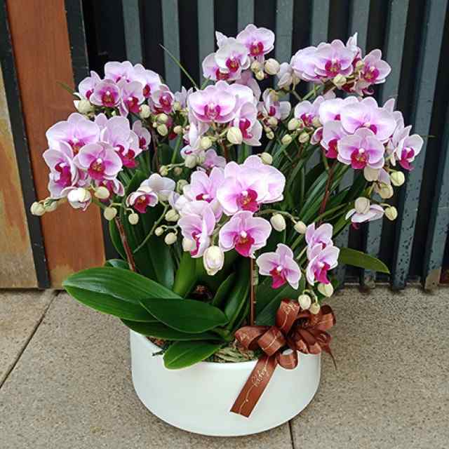  蝴蝶蘭花語