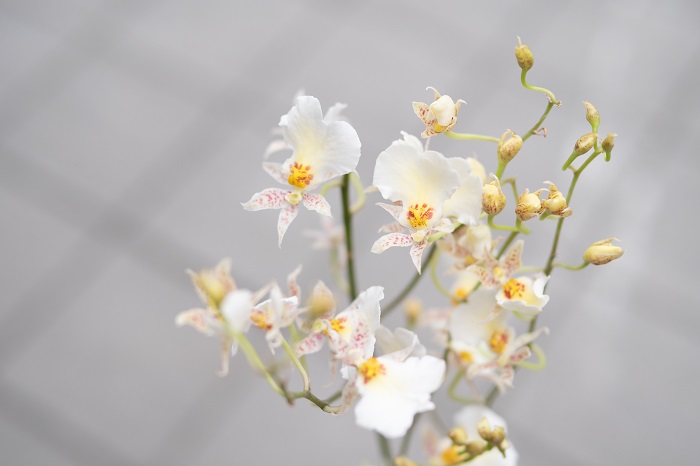 文心蘭的花期是多久？