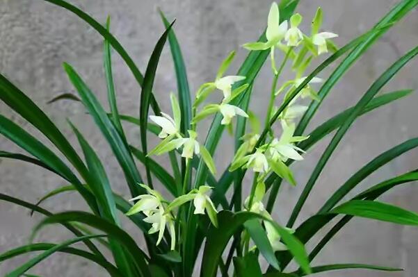 建蘭怎麼施肥