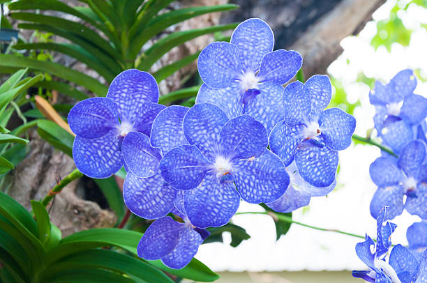 萬代蘭種植方法