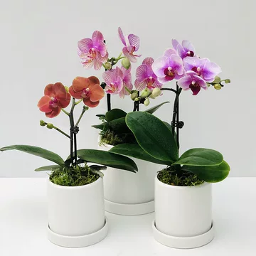 小蘭花品種有哪些