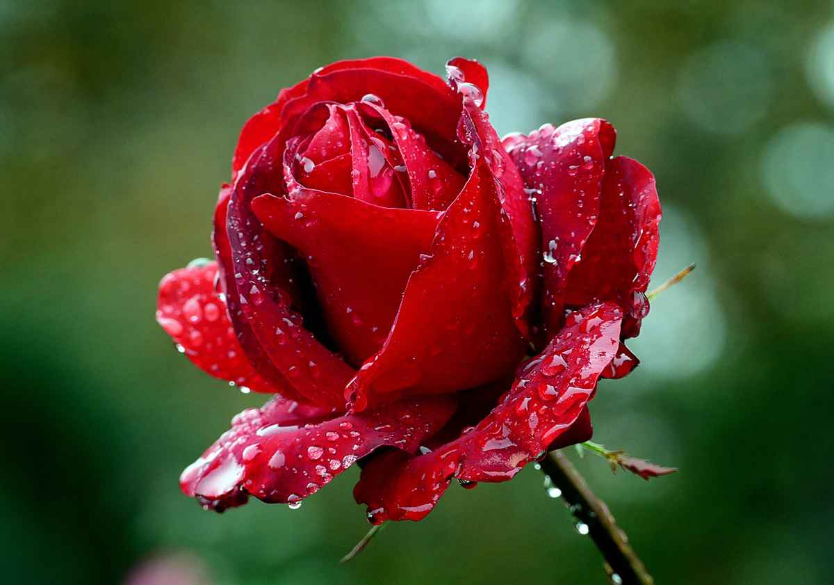 玫瑰花種植