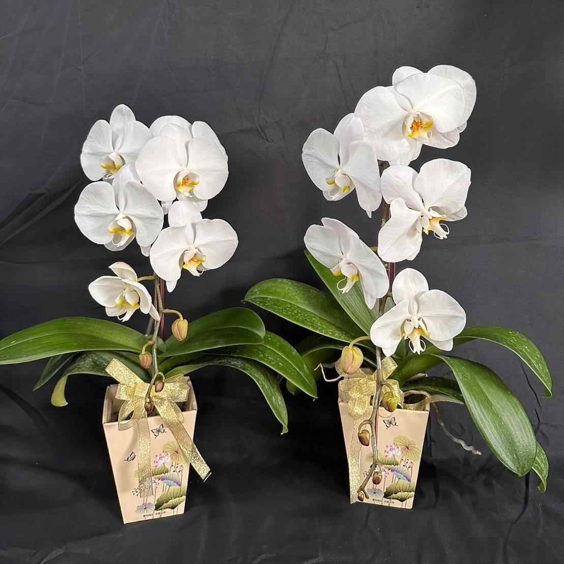 小蘭花